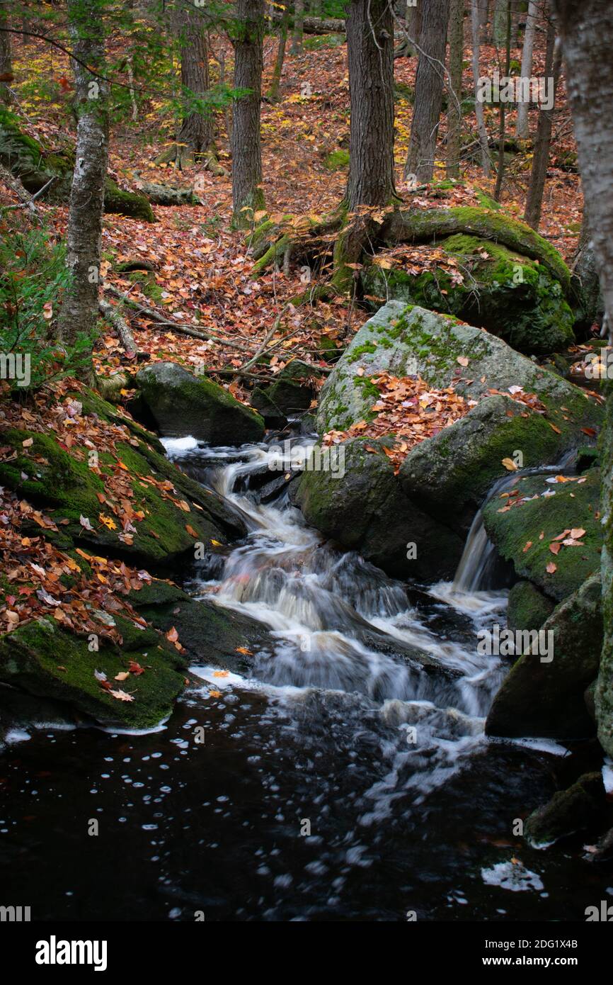 Gefallene Eichenblätter umgeben einen fließenden Bach im Oktober in Neuengland. Stockfoto