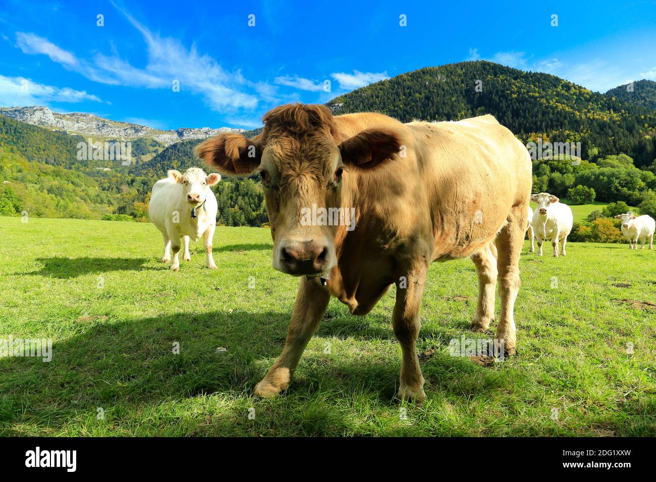 Kuh auf der Alm, mit Bergen im Hintergrund. Stockfoto