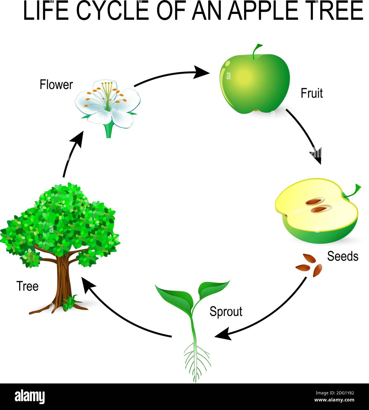 Lebenszyklus eines Apfelbaums. Blume, Samen, Frucht, Sprossen, Samen und Baum. Das häufigste Beispiel der Keimung aus einem Samen und Lebenszyklus des Baumes. Stock Vektor