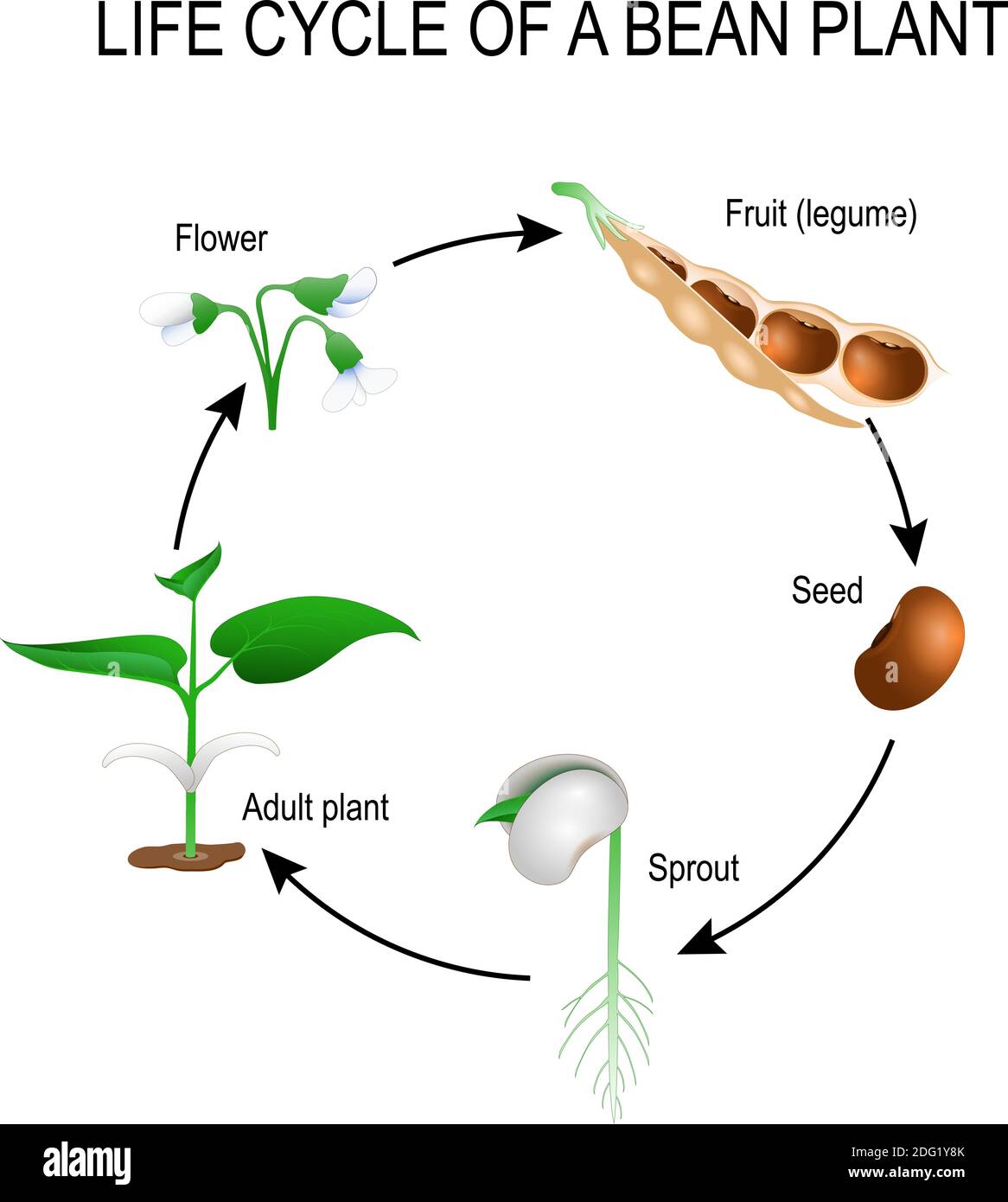 Lebenszyklus einer Bohnenpflanze. Stufen des Wachstums von Bohnensamen. Das häufigste Beispiel für den Lebenszyklus von einem Samen bis zur erwachsenen Pflanze. Anlagenentwicklung Stock Vektor