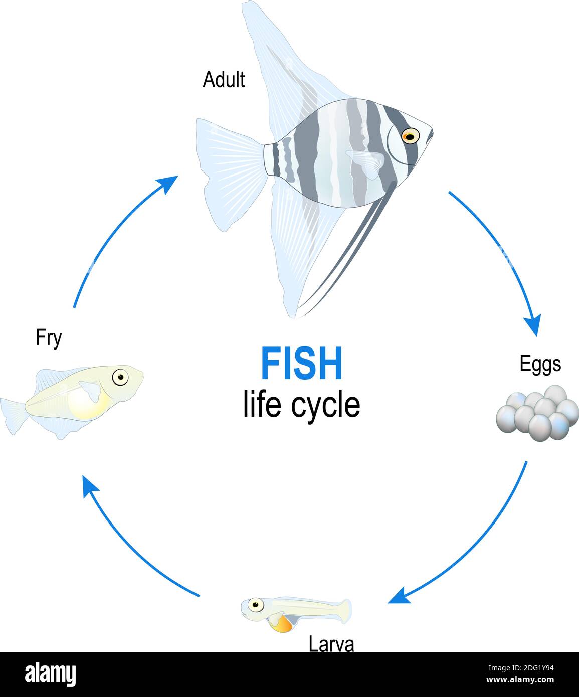 Fischlebenszyklus von Eiern zu Larven, Braten und erwachsenen Angelfisch. Vektordiagramm für Bildung, Wissenschaft und biologische Verwendung Stock Vektor