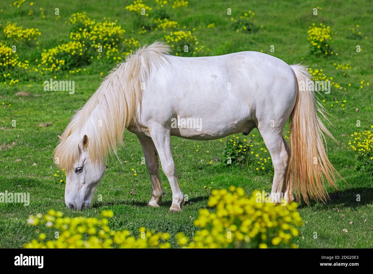 Weißes isländisches Pferd (Equus ferus caballus / Equus Scandinavicus) auf Wiese im Sommer, Island Stockfoto