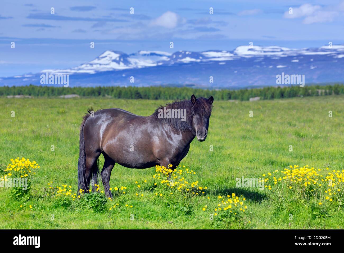 Braunes isländisches Pferd (Equus ferus caballus / Equus Scandinavicus) auf Wiese im Sommer, Island Stockfoto