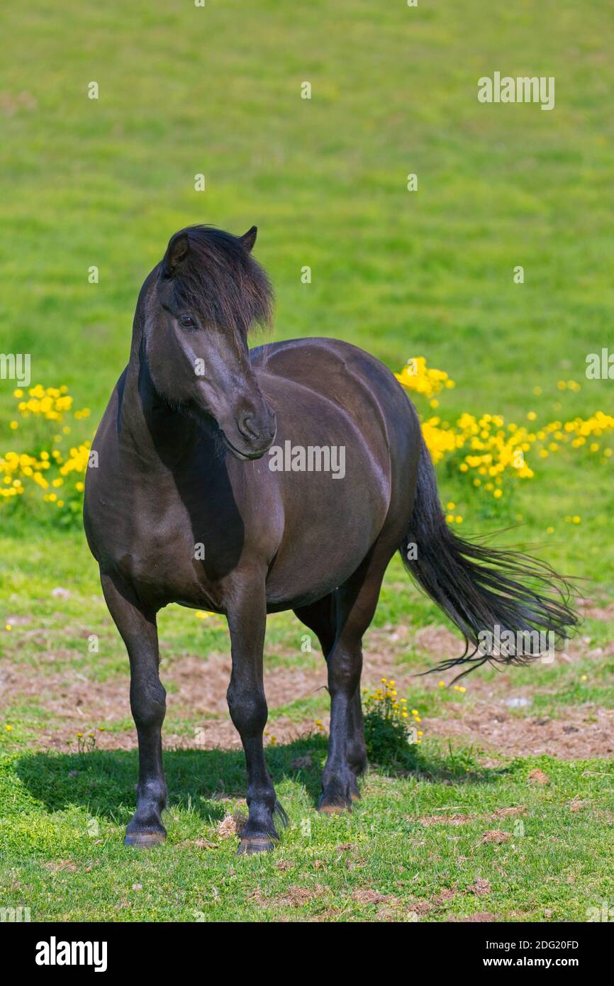 Braunes isländisches Pferd (Equus ferus caballus / Equus Scandinavicus) auf Wiese im Sommer, Island Stockfoto