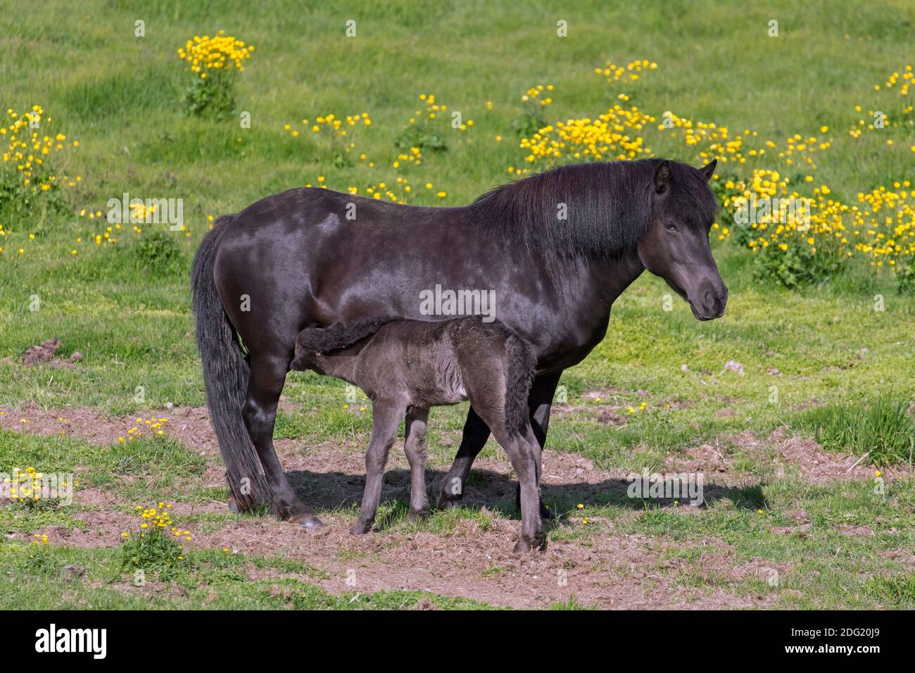 Braunes Islandpferd (Equus ferus caballus / Equus Scandinavicus) Stute Stillfohlen auf Wiese im Sommer, Island Stockfoto