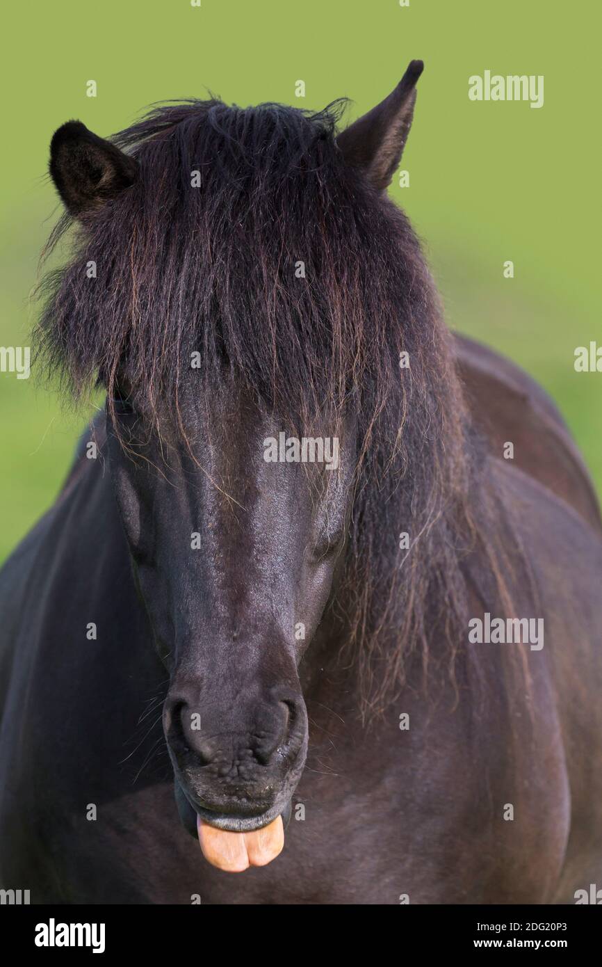 Nahaufnahme des Bay Islandpferdes (Equus ferus caballus / Equus Scandinavicus) auf der Wiese im Sommer, Island Stockfoto