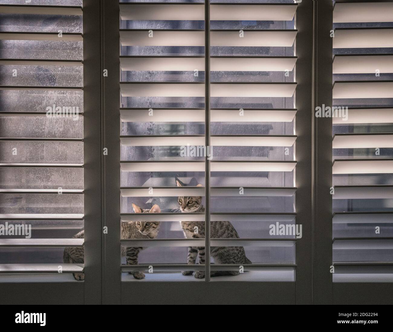 Zwei Tabby-Kätzchen sitzen hinter Fensterläden, Los Angeles, CA. Stockfoto