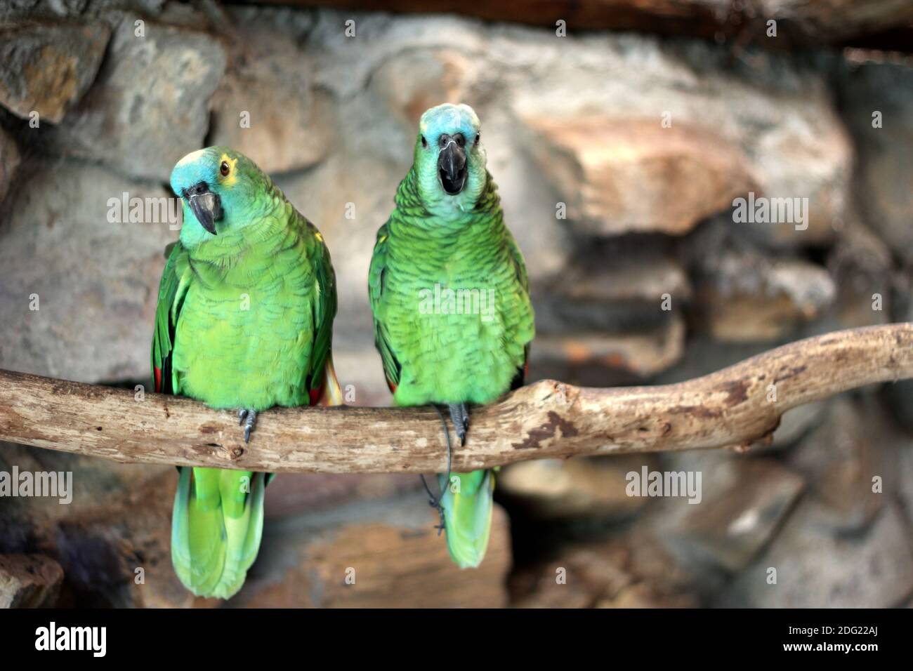 Zwei Amazonas-Blaufronten (Amazona aestiva) Stockfoto
