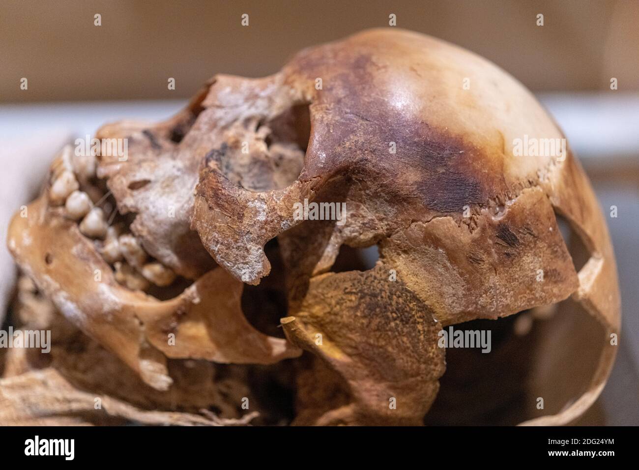 Totenkopf von Nakht ein junger Arbeiter aus dem alten Ägypten. Das Objekt ist in der Royal Ontario Museum Ausstellung mit dem Namen 'Egyptian Mumien: Alte Leben gesehen. Ne Stockfoto