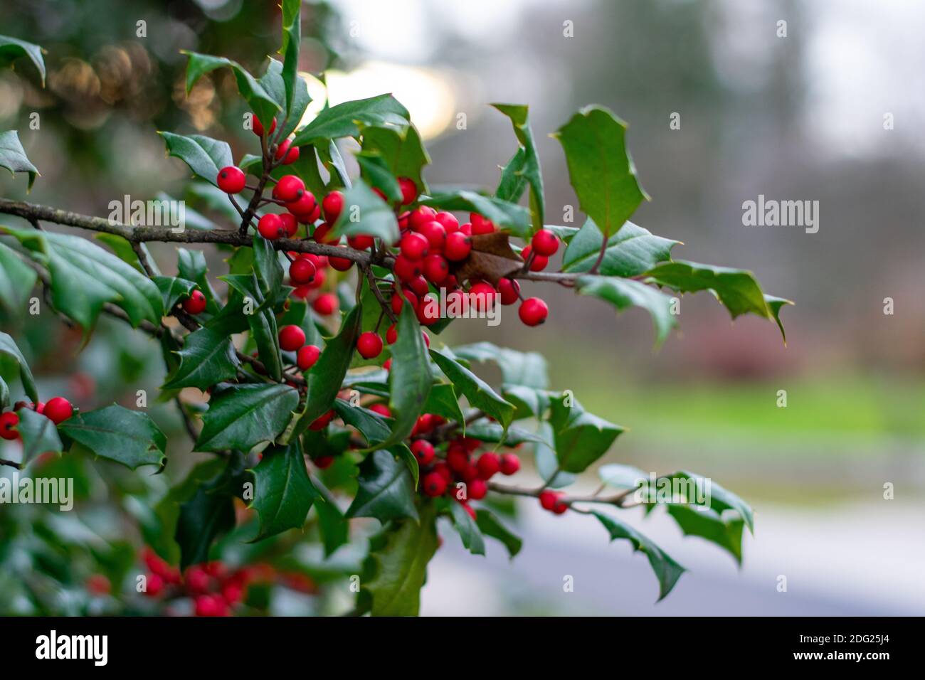 Ein grünes Holly Leaf mit roten Beeren auf einem Bush Draußen Stockfoto