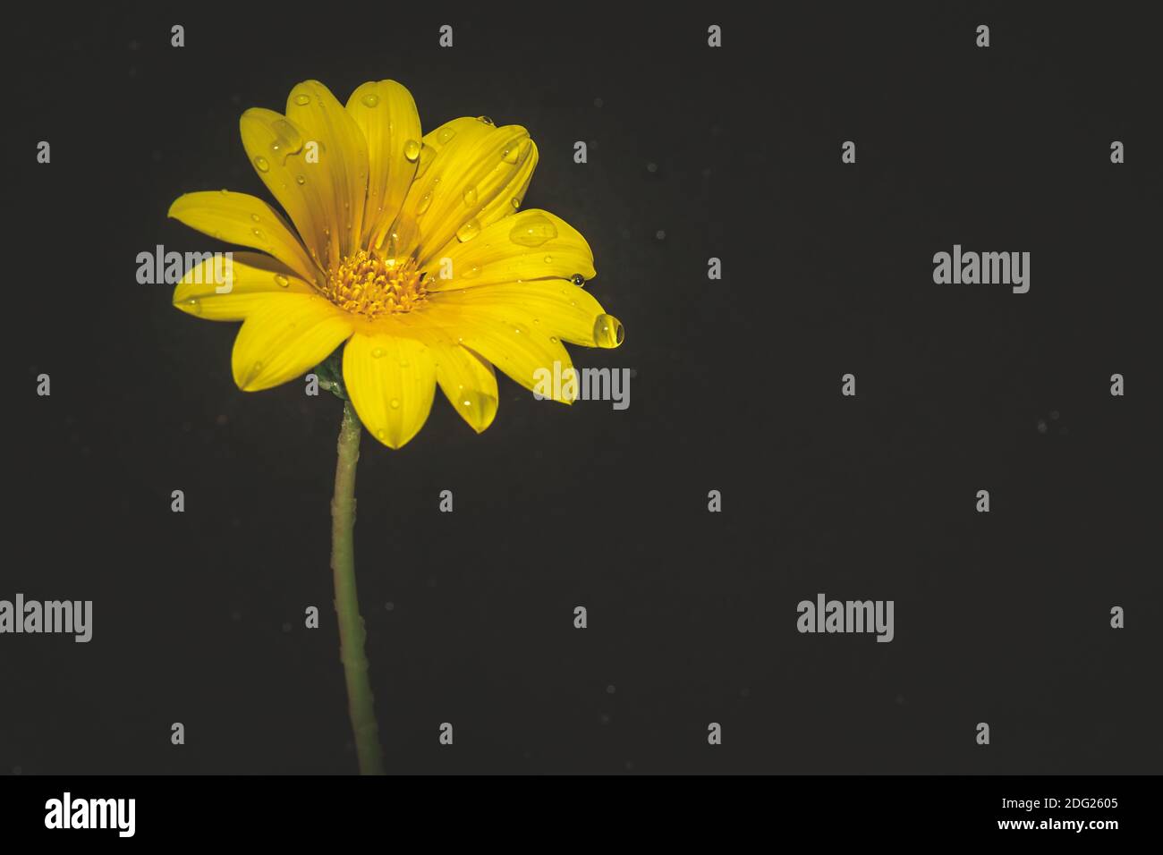 Gelber Schatz (Gazania rigens) Wilde Blume wächst im Frühling bedeckt mit Regentropfen, Kapstadt, Südafrika Stockfoto