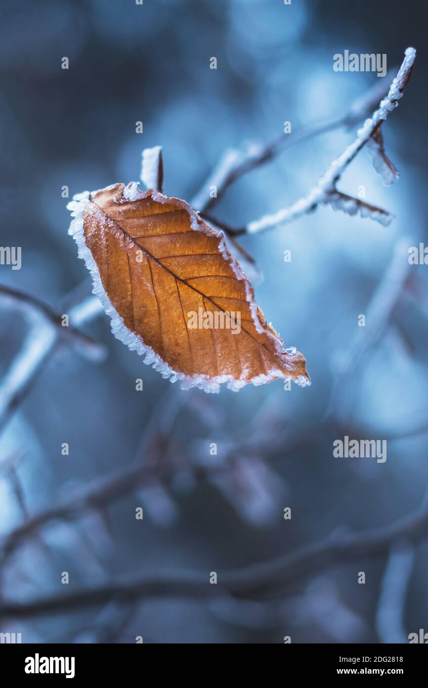 Ein gefrorenes Blatt auf einem Ast im Wald im Winter, Nahaufnahme Stockfoto