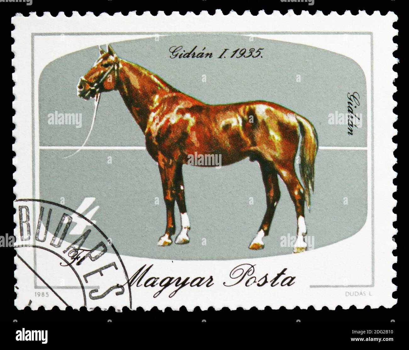 MOSKAU, RUSSLAND - 21. OKTOBER 2018: Eine in Ungarn gedruckte Briefmarke zeigt Gidran 1, 1935 (Equus ferus caballus), Pferde-Serie, um 1985 Stockfoto