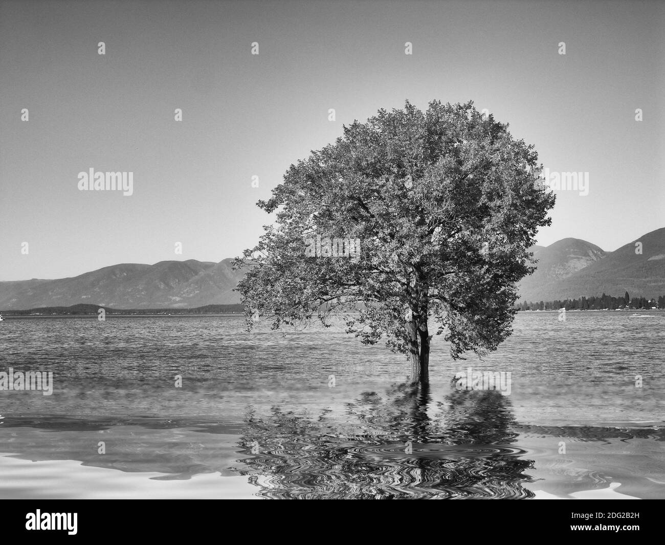 Schwarz-Weiß-Bild eines Baumes mit Reflexion in Das Wasser Stockfoto