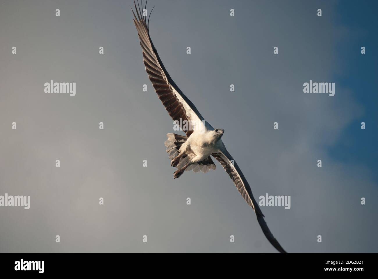 Adler in den Whitsundays Stockfoto