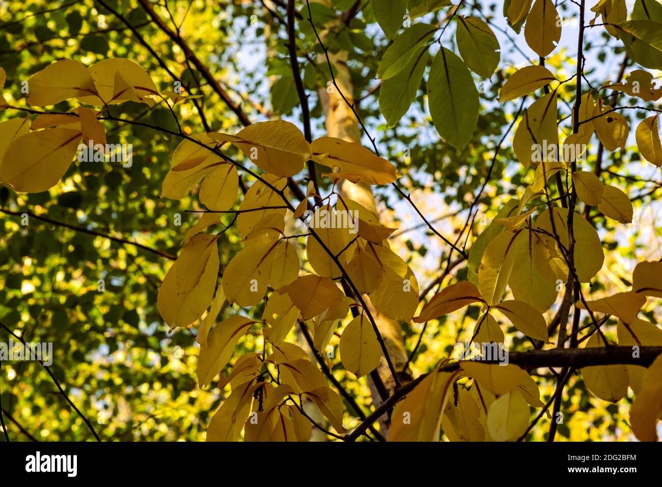 Gelbe Blätter am Ast im Herbst, Wald im Hintergrund, natürlicher Herbsthintergrund Stockfoto