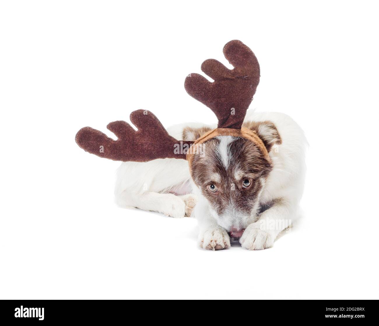 Mongrel traurigen Hund mit Neujahr und Weihnachten Hirsch Geweih Auf weißem Hintergrund Stockfoto