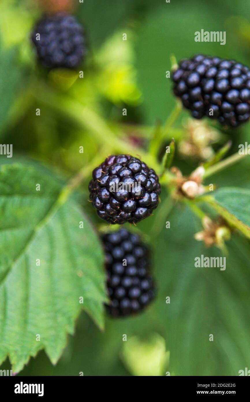 Frische Brombeeren auf einem Busch Stockfoto