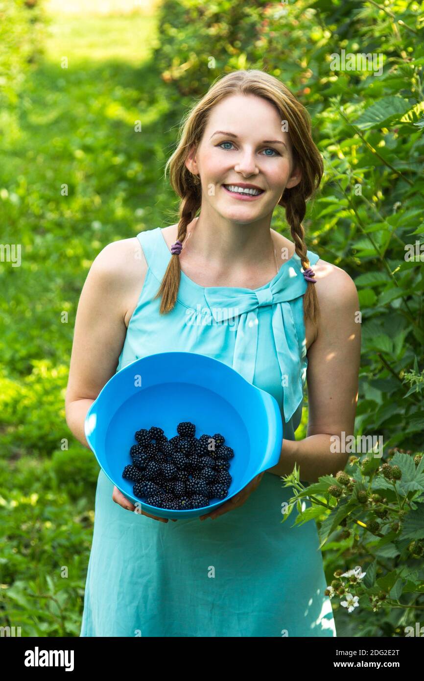 Junge Frau im blauen Kleid, die Brombeeren pflücken Stockfoto