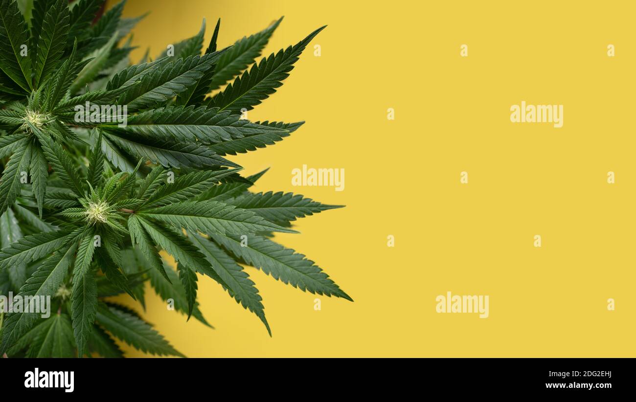 Gelber Hintergrund mit Marihuana-Pflanze Stockfoto