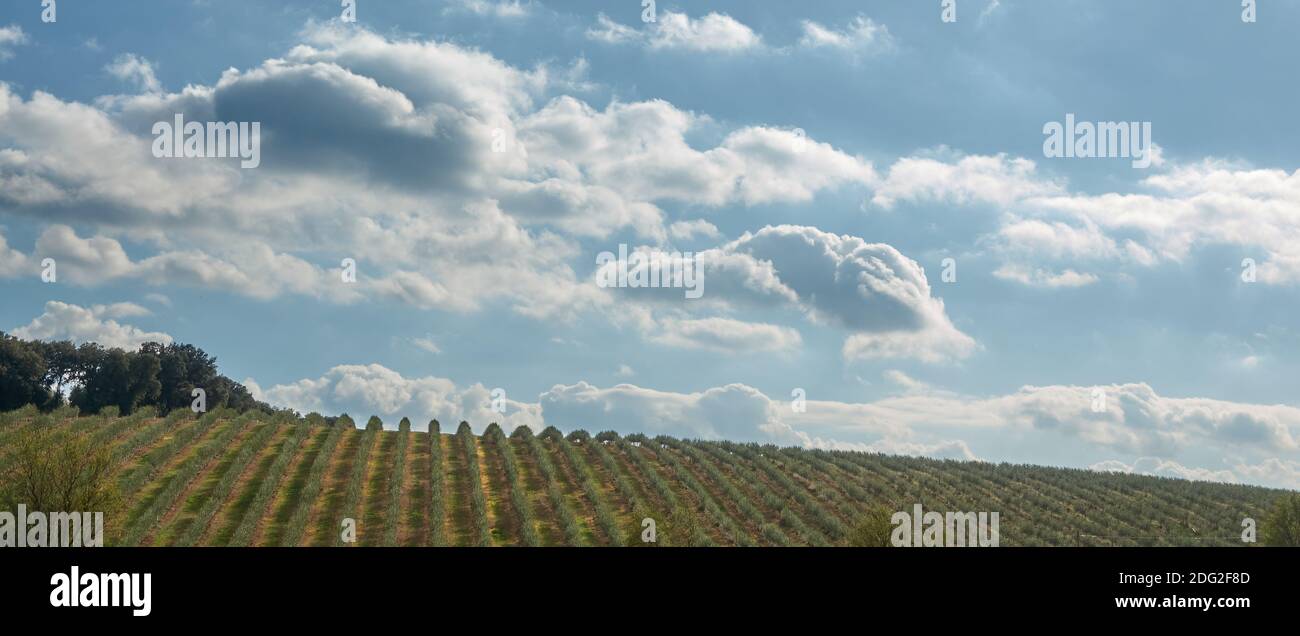 Blick auf eine andalusische Plantage mit jungen Olivenbäumen Parallele Zeilen Stockfoto