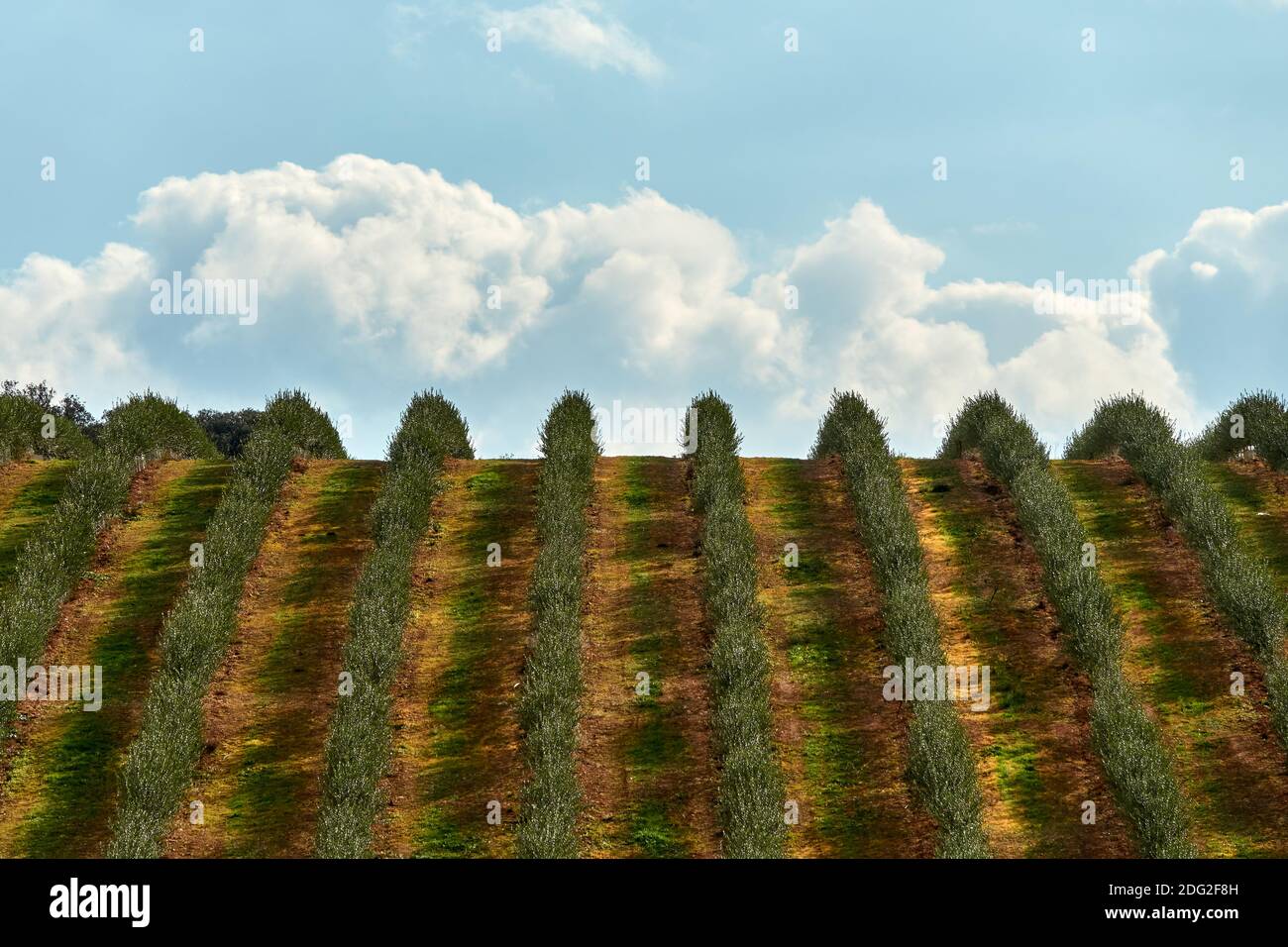 Blick auf eine andalusische Plantage mit jungen Olivenbäumen Parallele Zeilen Stockfoto