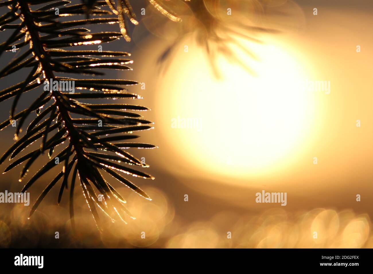 Silhouette eines Fichtenzweiges im Raureif vor dem оrange goldenen Hintergrund der aufgehenden Sonne an einem frostigen Wintermorgen. Stockfoto