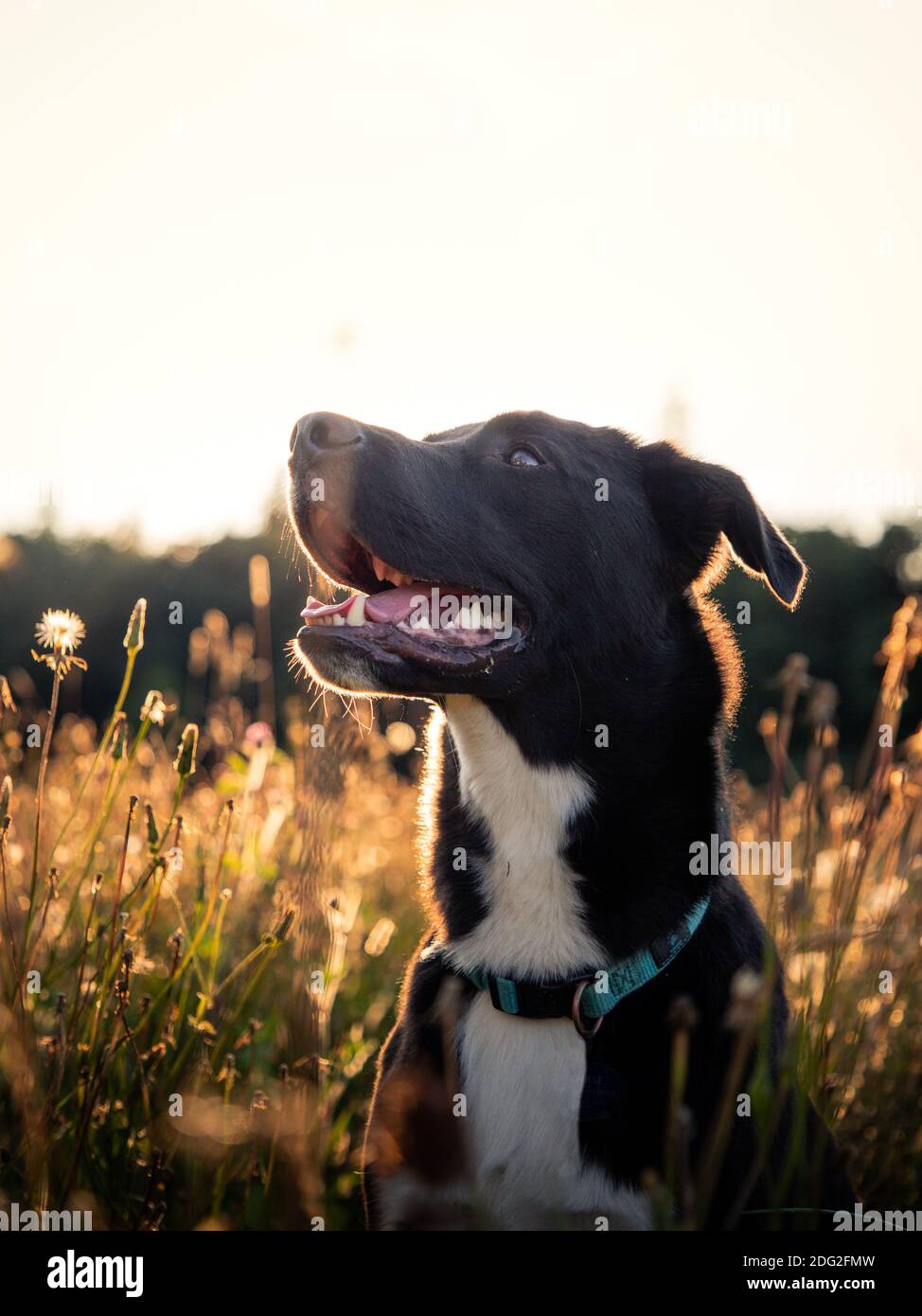 Glücklicher Hund auf einem Feld bei Sonnenuntergang Stockfoto