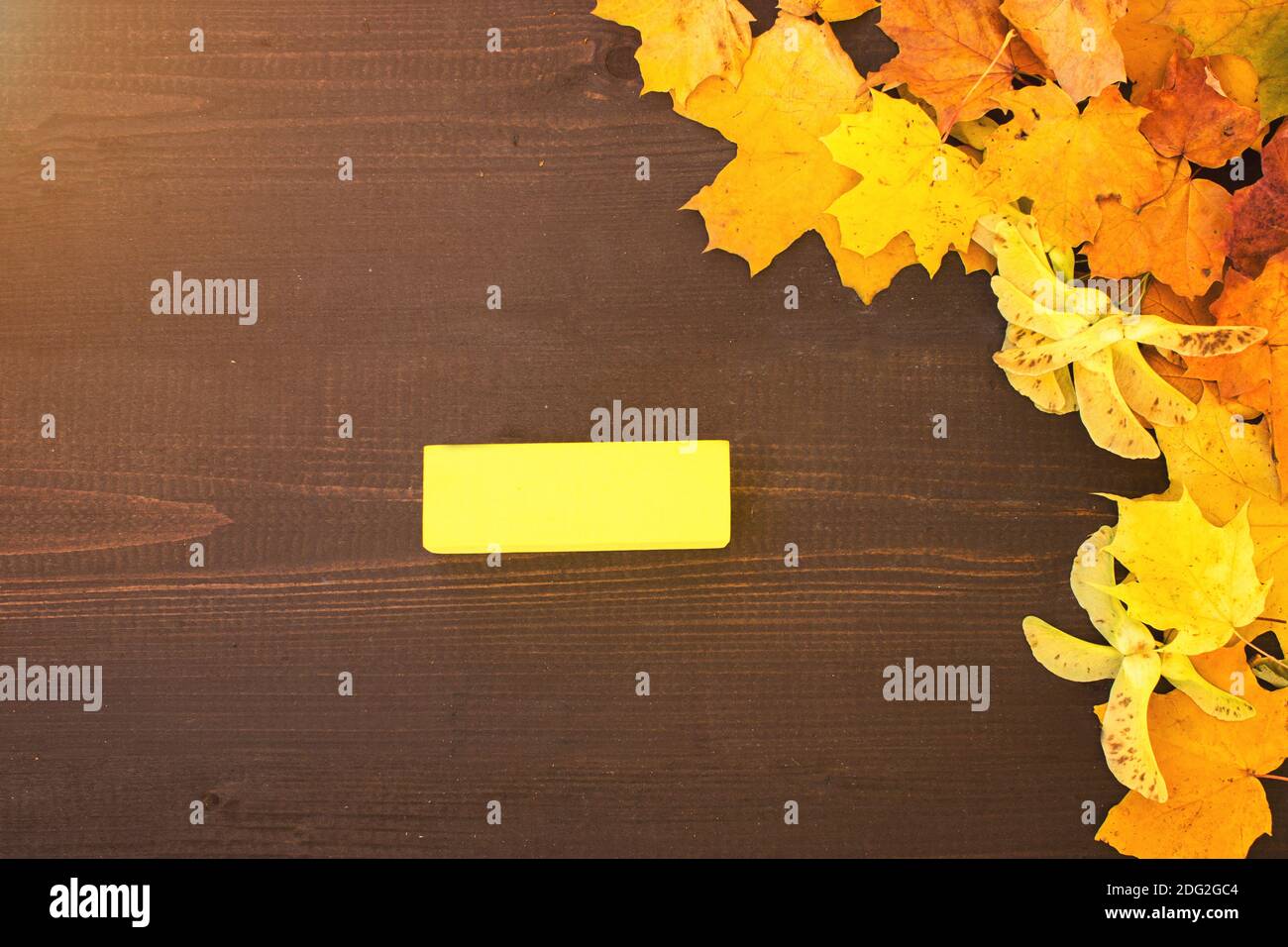 Gelbe Herbst-Ahornblätter auf dunkelbraunem Holzhintergrund mit Platz für Text oder Design. Gelbe Herbstblätter auf dem Hintergrund altes Holz Stockfoto
