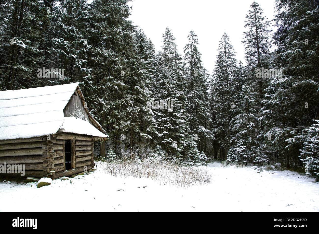 Haus im Wald, schöne Winterlandschaft. Hohe Pinien und viel Schnee. Winterwaldlandschaft. Stockfoto