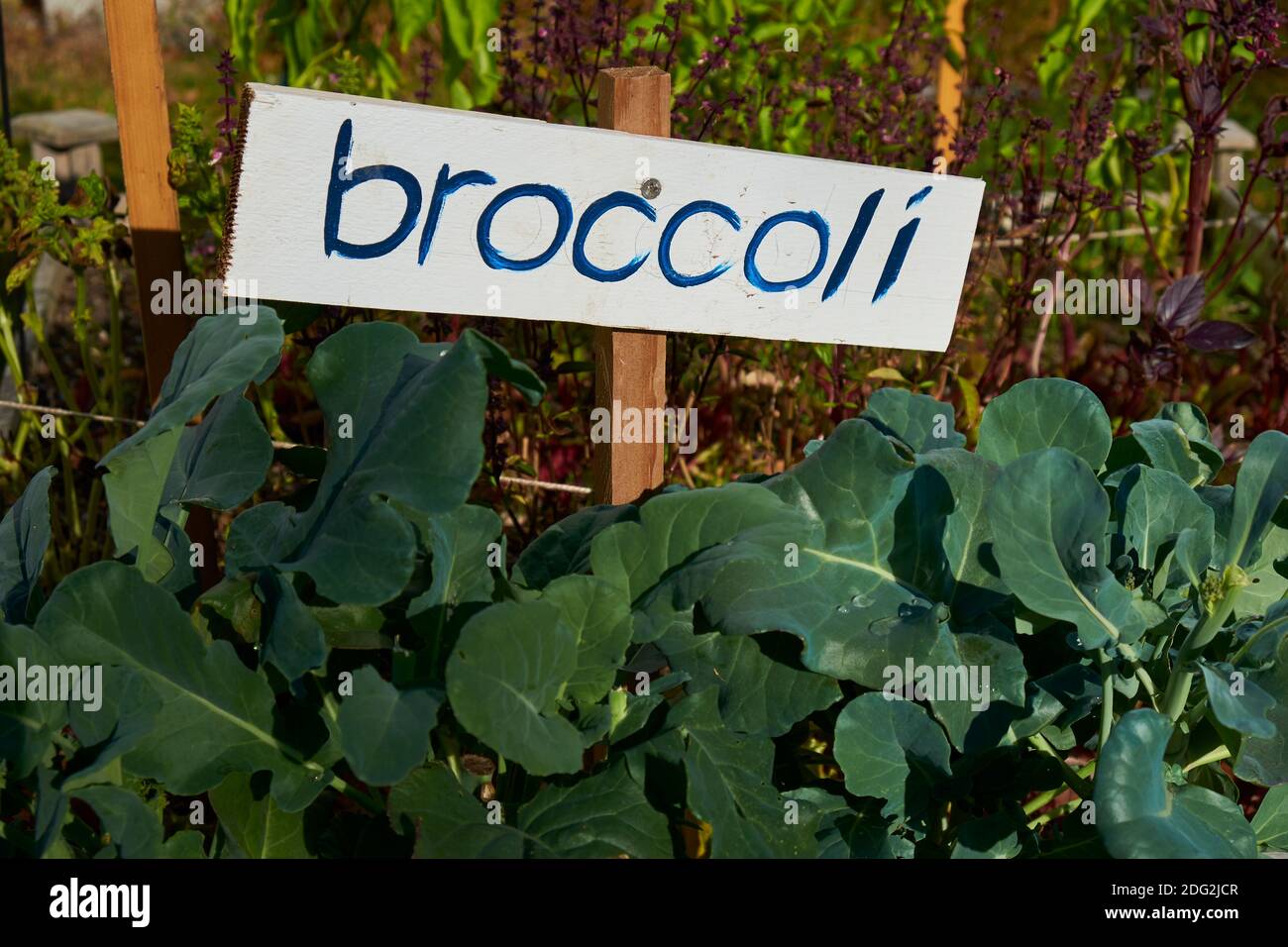 Ein Hochbett Gemüsegarten für ein Gemeinschaftsprojekt. Mit einem Etikett für Brokkoli. In einem Vorgarten in Blue Hill, Maine. Stockfoto