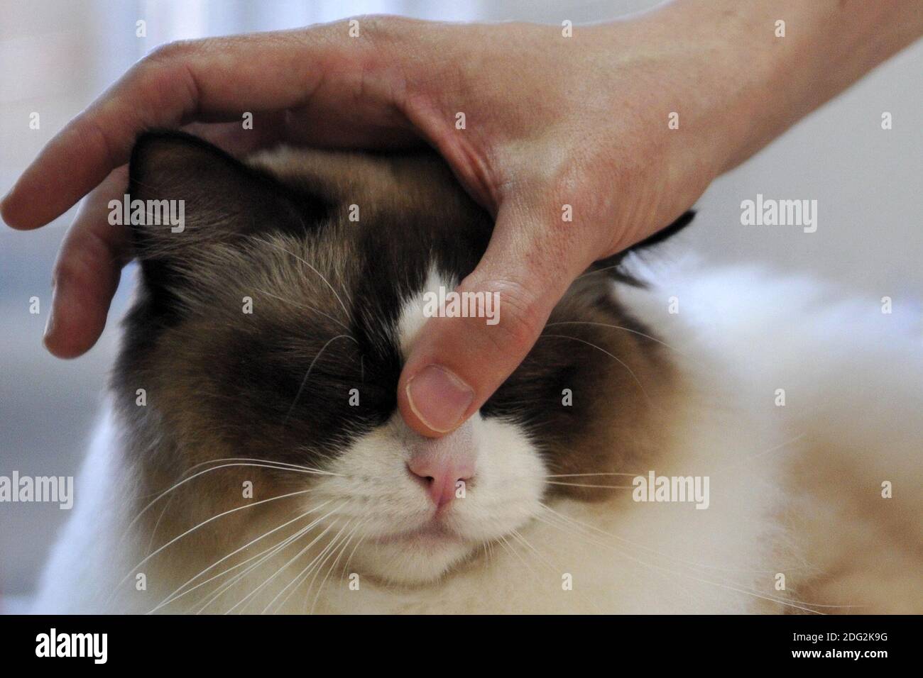 Mlada Boleslav, Tschechische Republik. Dezember 2020. Ragdoll Katze Genießen Sie die Kopfmassagen und diese Katze genießt jeden Moment davon. Quelle: Slavek Ruta/ZUMA Wire/Alamy Live News Stockfoto