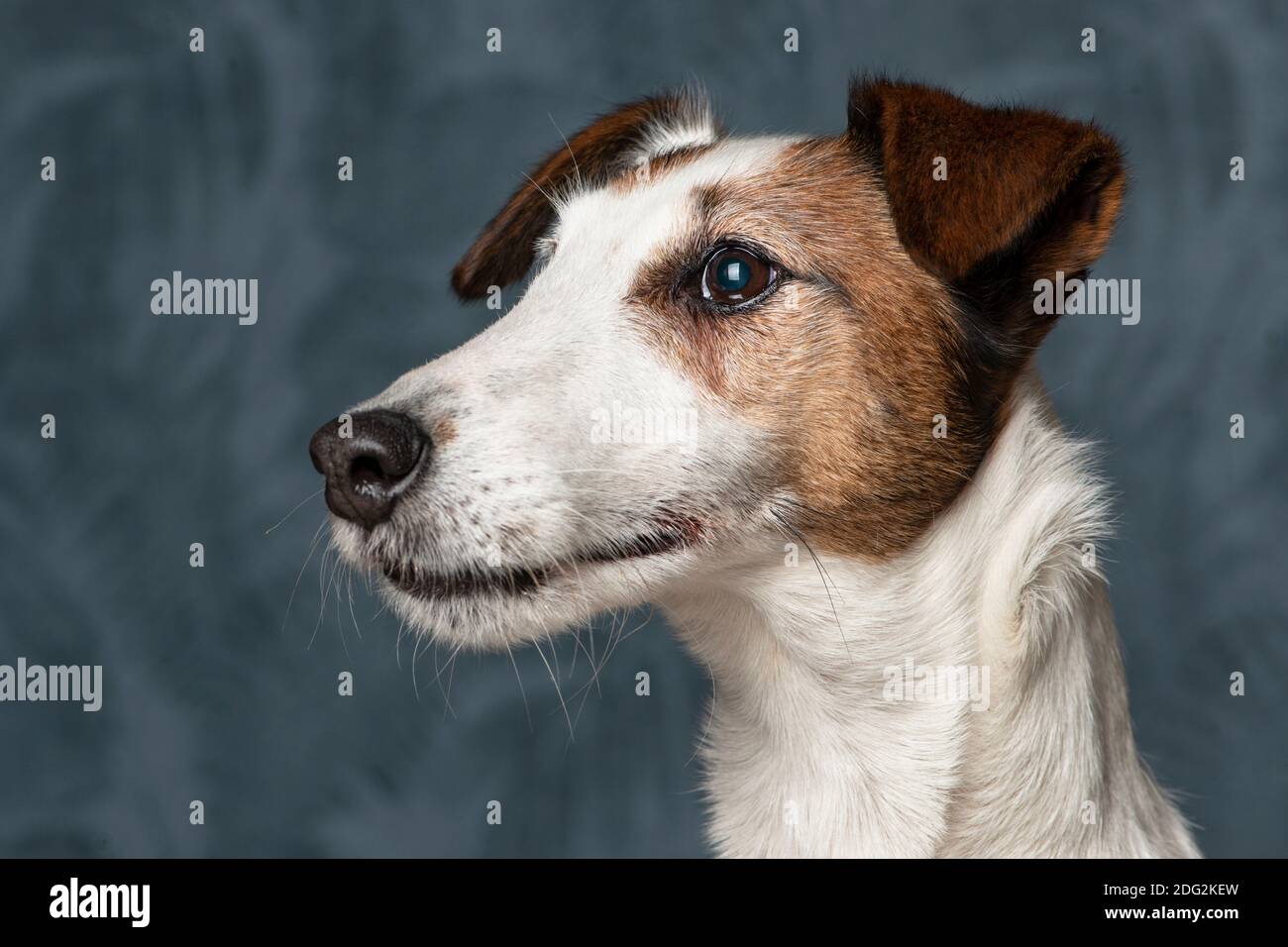 Hund braun gefleckt Fotos und Bildmaterial in hoher Auflösung Alamy