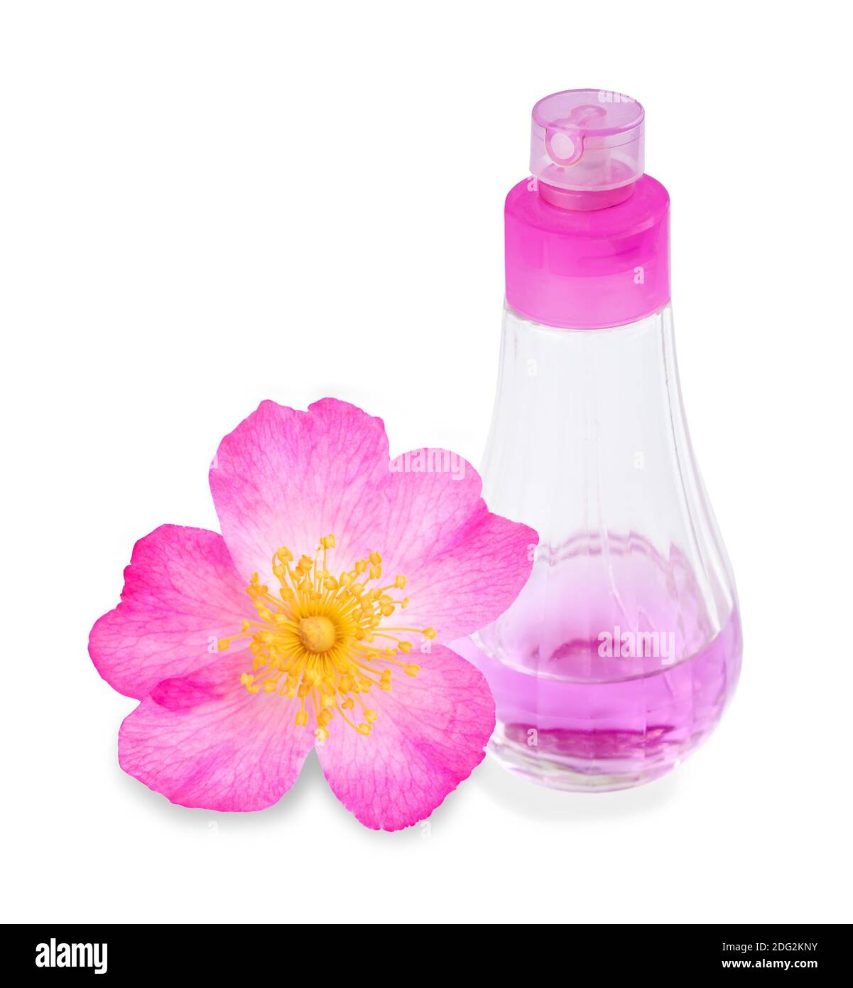 Hagebutte mit Sprühflasche isoliert auf weiß Stockfoto