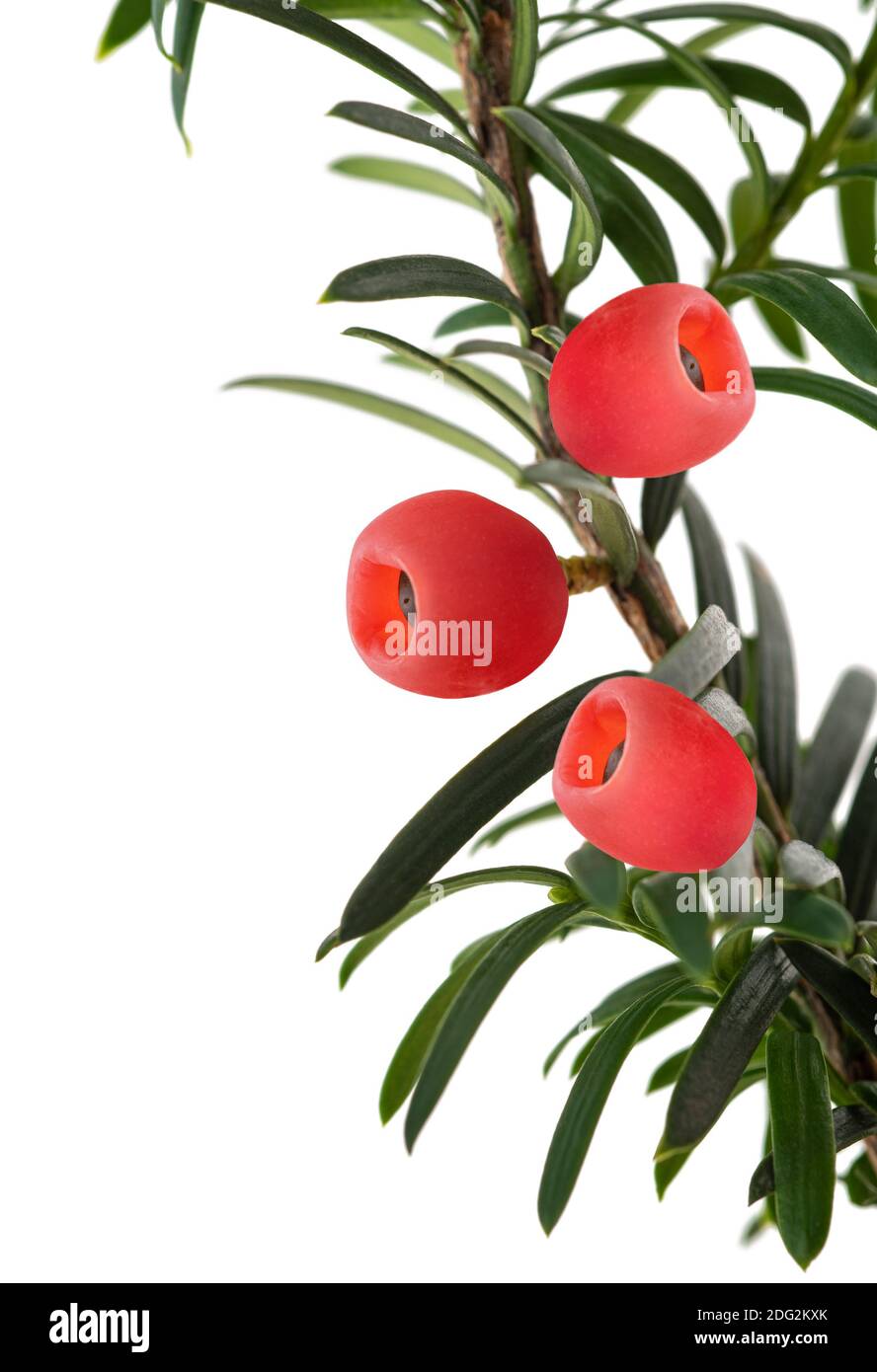 Eiben, englische Eibe, Europische Eibe (Taxus Baccata), mit reifen Samen  Stockfotografie - Alamy