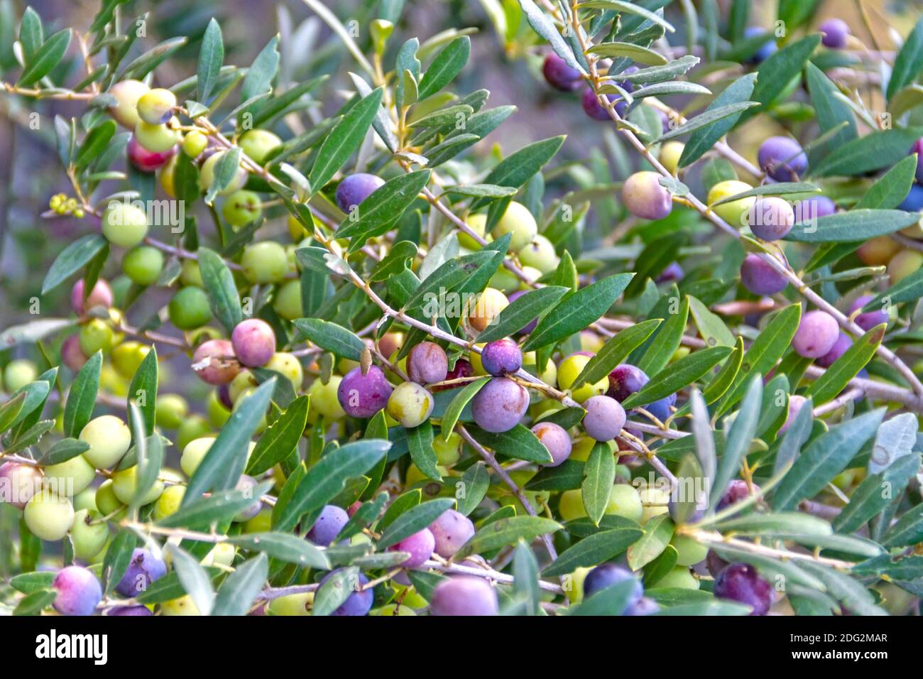 Oliven der Sorte Arbequina im Olivenbaum, der in der Nhe der Stadt Malln,  Provinz Zaragoza in der Region Aragon (Spanien) geerntet werden soll  Stockfotografie - Alamy