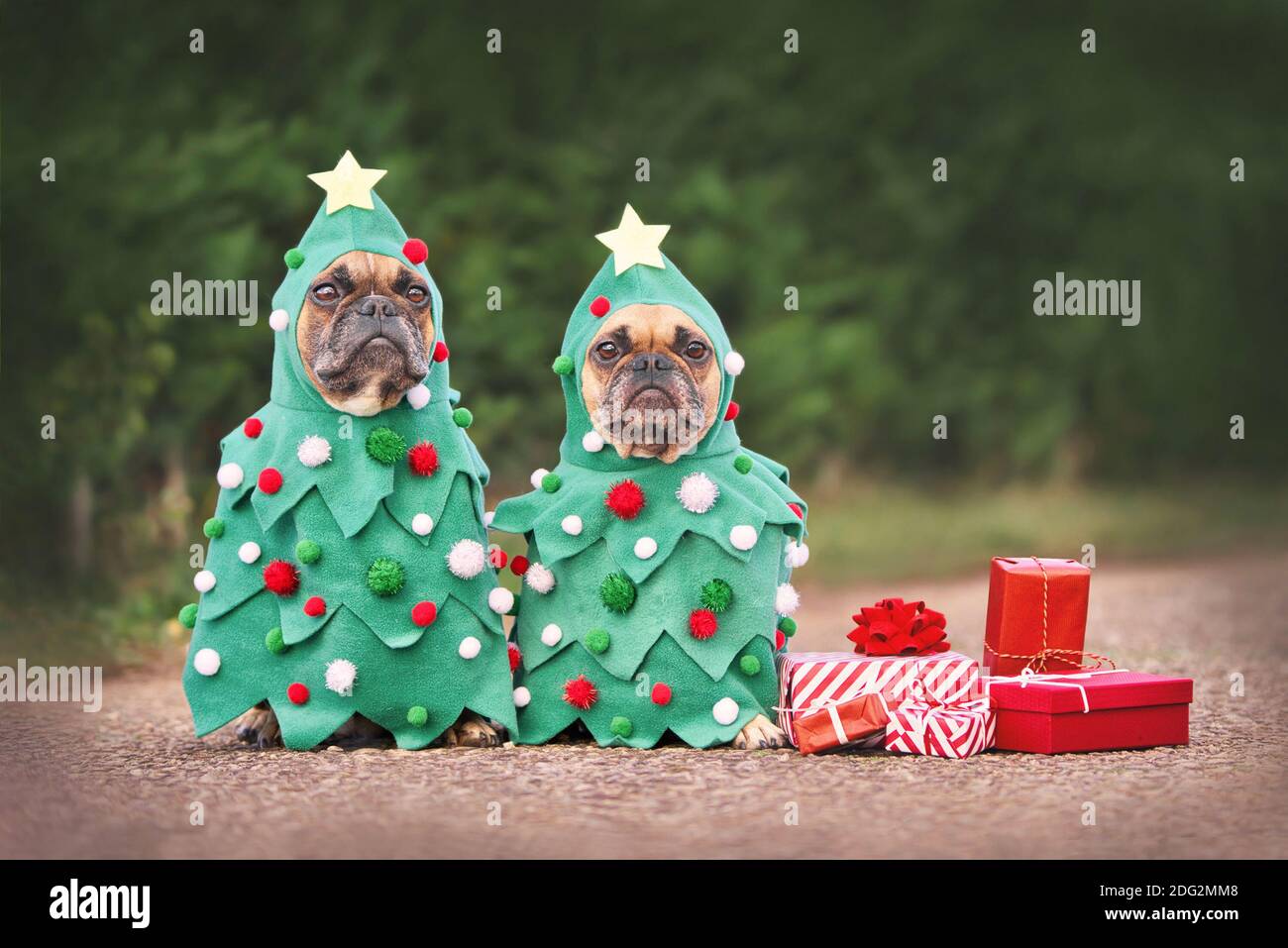 Hunde in Weihnachtskostümen. Zwei French Bulldogs verkleiden sich als lustige Weihnachtsbäume mit Kugeln neben roten Geschenkschachteln Stockfoto