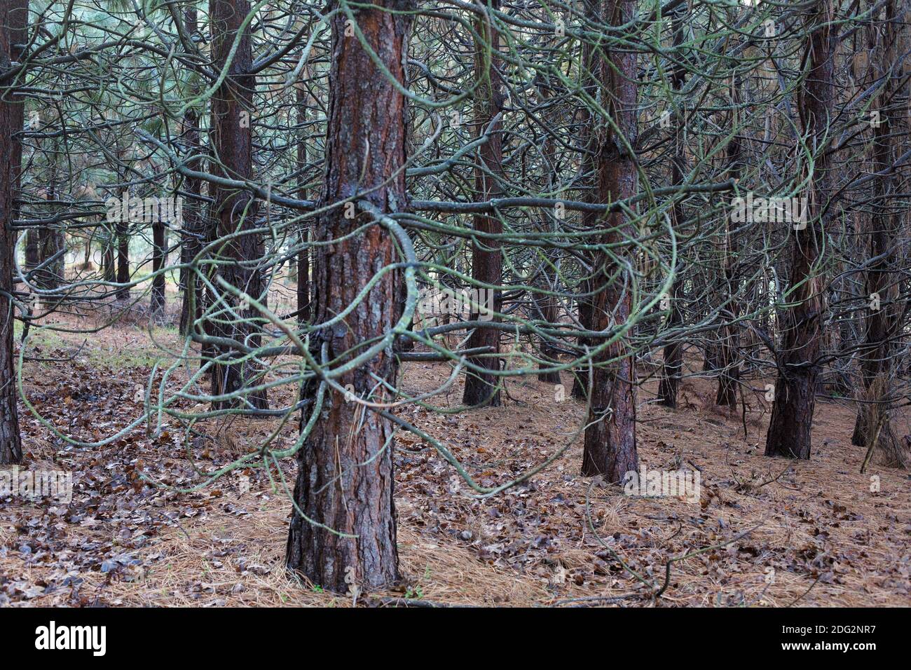 Ein Wald von Willamette Valley Ponderosa Pine Trees, gepflanzt im Jahr 2006, im Rediscovery Forest in Silverton, Oregon, USA. Stockfoto