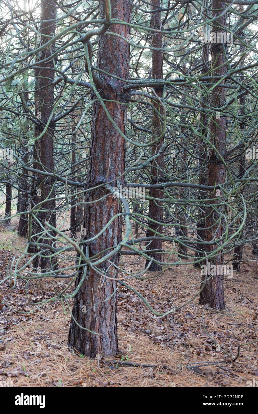 Ein Wald von Willamette Valley Ponderosa Pine Trees, gepflanzt im Jahr 2006, im Rediscovery Forest in Silverton, Oregon, USA. Stockfoto