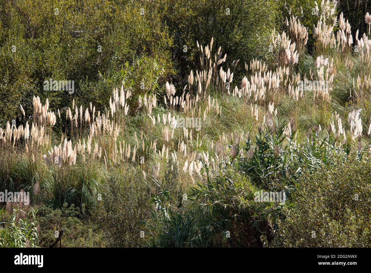 Cortaderia selloana Feld im Freien. Vegetationpest Stockfoto