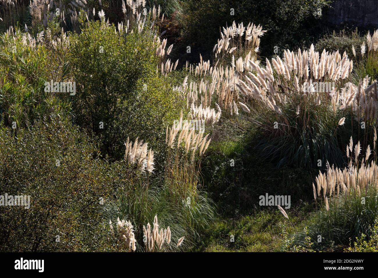 Cortaderia selloana Feld im Freien. Vegetationpest Stockfoto