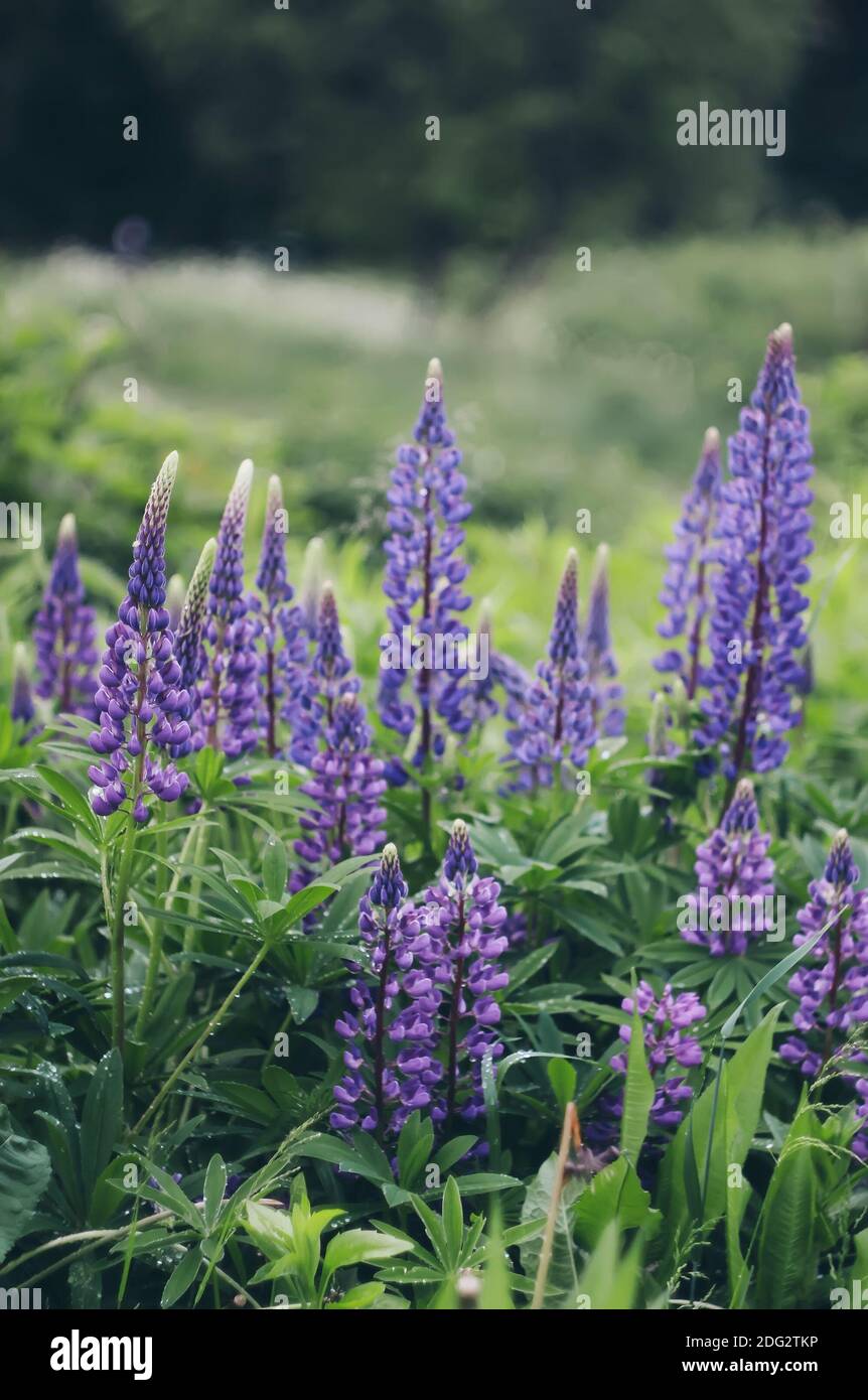 Lupinus cultivar Fotos und Bildmaterial in hoher Auflösung Alamy
