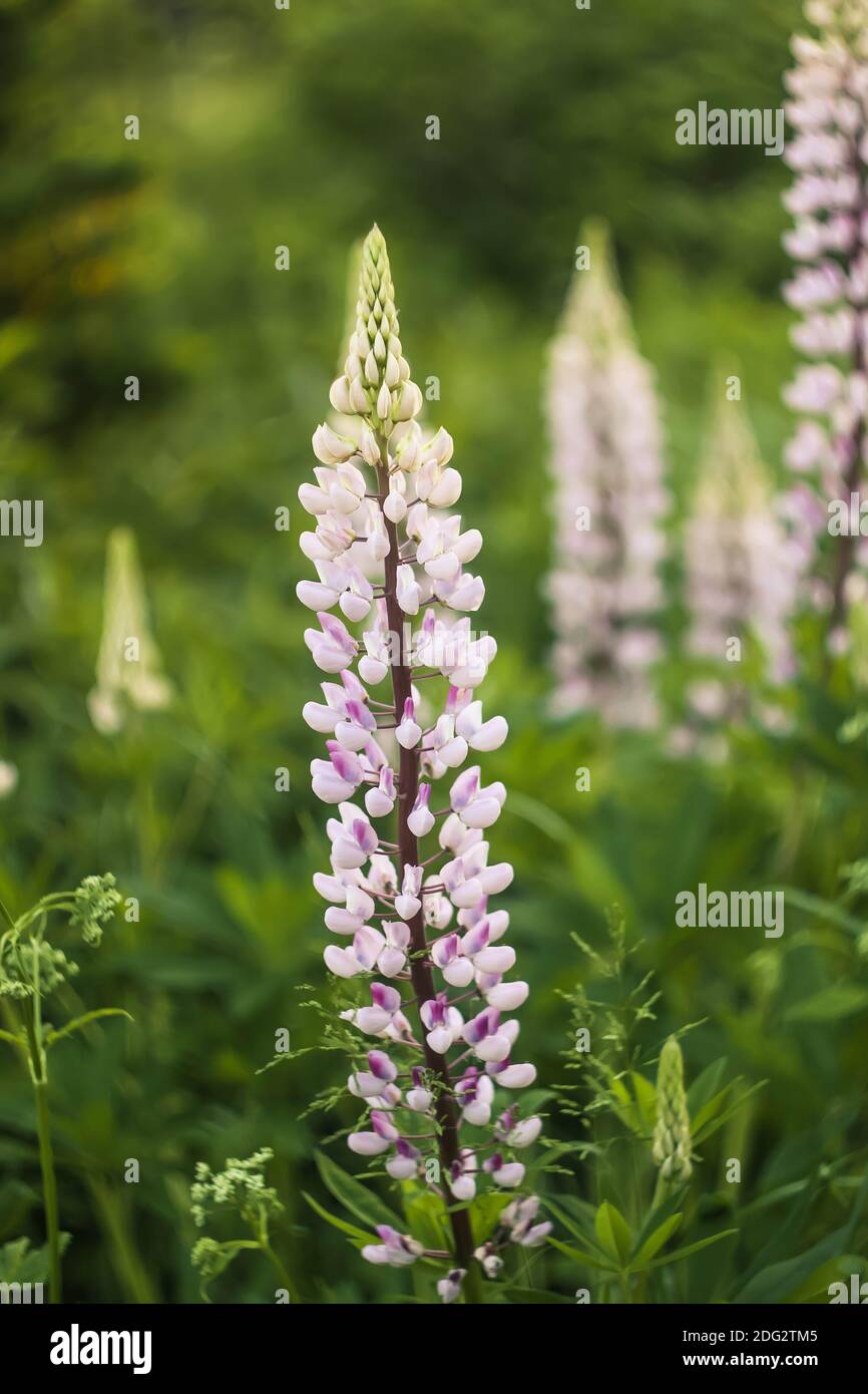 Lupinus cultivar Fotos und Bildmaterial in hoher Auflösung Alamy