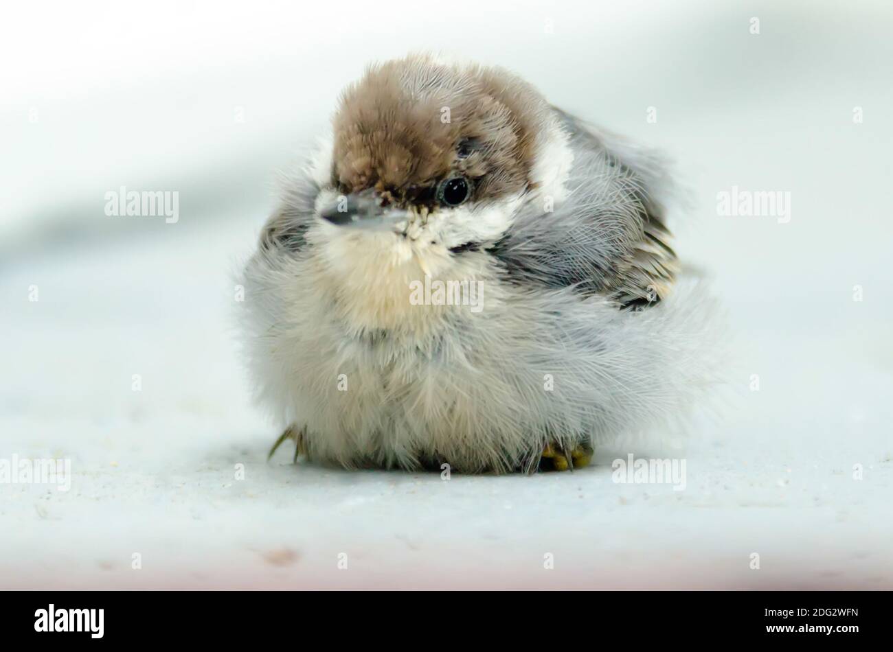 Niedlicher kleiner Babyvogel Stockfoto