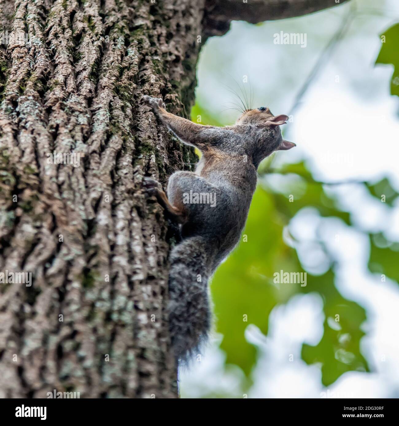 Kürbisse auf einem Kürbispflaster Stockfoto