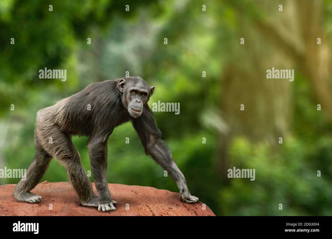 APE Schimpansen Weibchen, die auf die Kamera schauen und über einen weißen Hintergrund laufen Stockfoto