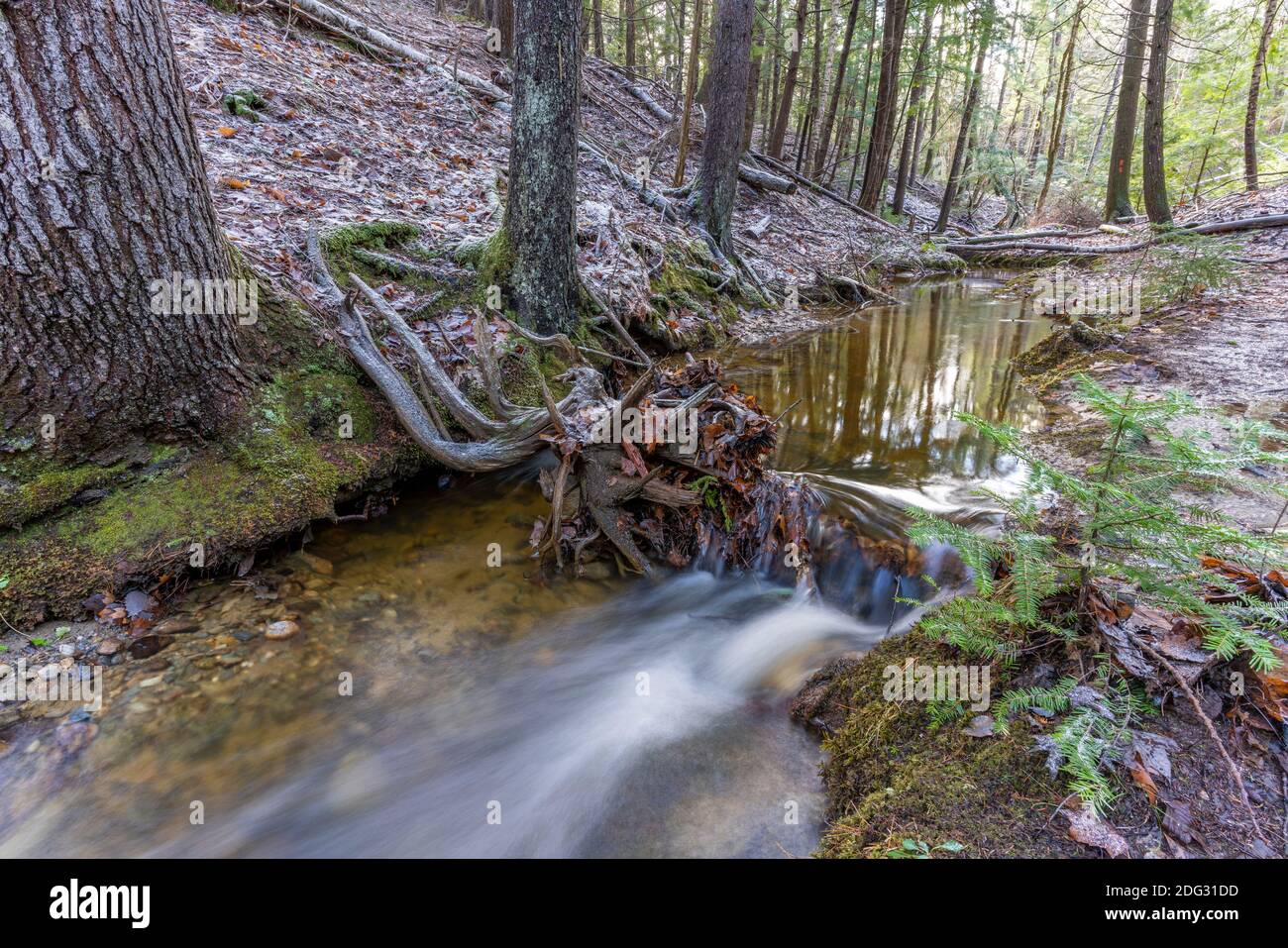 Friedlicher plätschernder Bach in den Hinterwäldern entlang der Midcoast von Maine kurz nach einem leichten Schneefall Anfang Dezember. Stockfoto