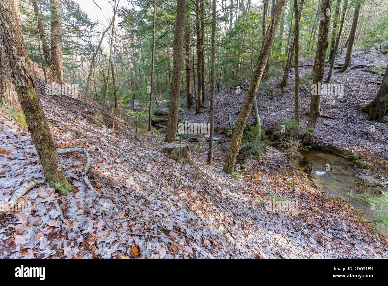 Friedlicher plätschernder Bach in den Hinterwäldern entlang der Midcoast von Maine kurz nach einem leichten Schneefall Anfang Dezember. Stockfoto