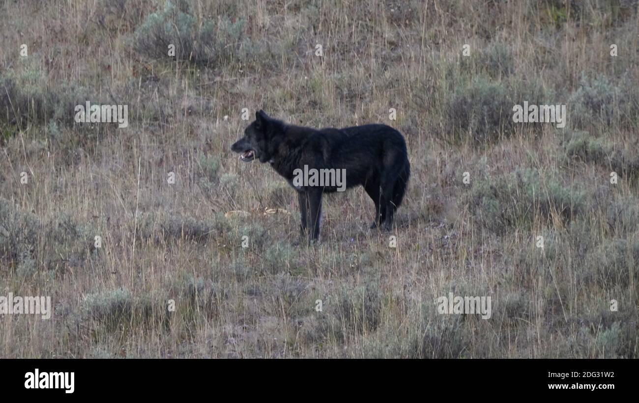 Eine Tagesanbruch Seitenansicht eines schwarzen Wolfes im hayden Valley im yellowstone Nationalpark in wyoming, usa Stockfoto