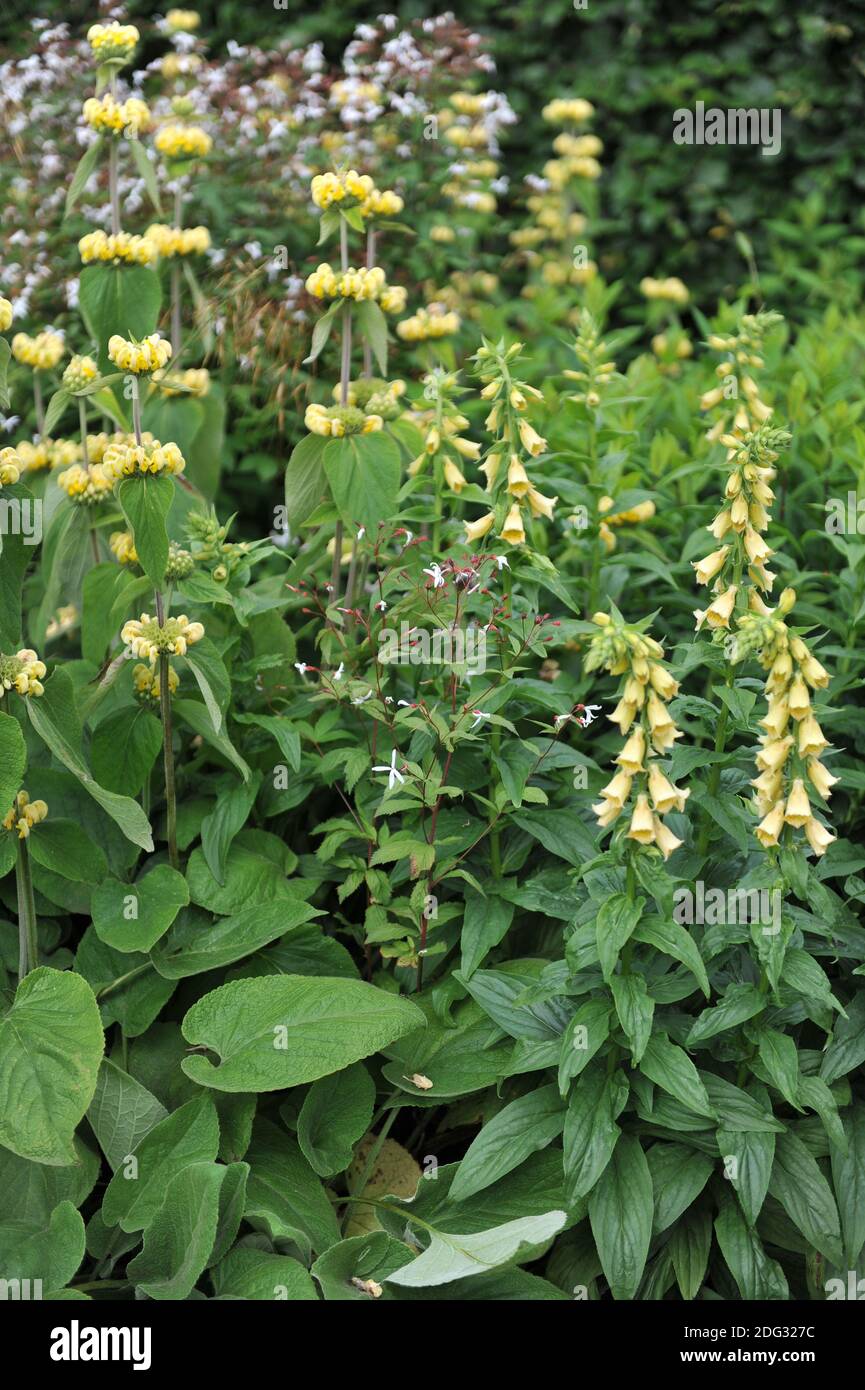 Gillenia trifoliata, großer gelber Fuchshandschuh (Digitalis grandiflora) und Phlomis russeliana blühen im Juni in einem Garten Stockfoto